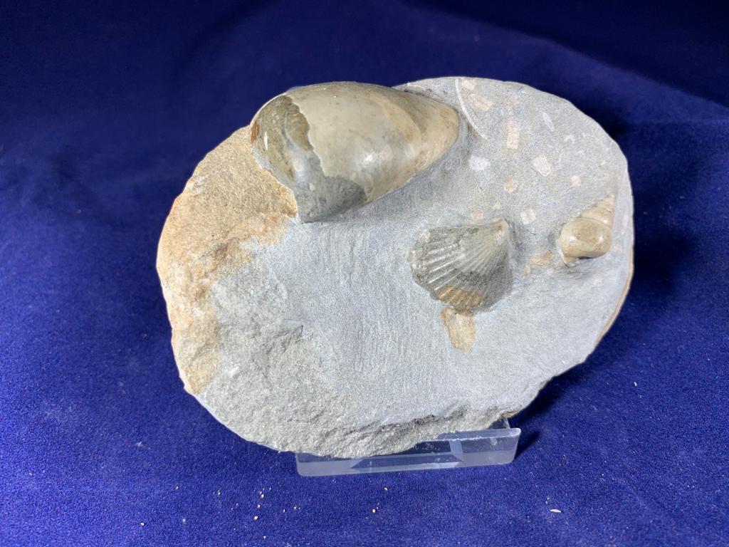 Gastropod with Pectin and Bivalve – Tiber's Fossil Shed